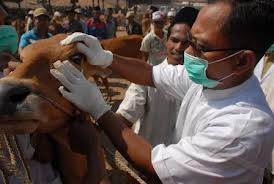 PERKETAT PENGAWASAN HEWAN KURBAN, DINAS PETERNAKAN KABUPATEN BLITAR TERJUNKAN 1 PENGAWAS UNTUK 1 DESA