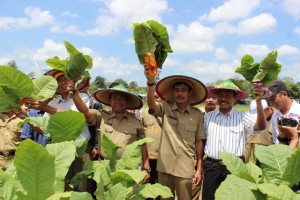 PERMINTAAN MENINGKAT, PETANI BLITAR SIAP KEMBANGKAN TEMBAKAU NIKOTIN RENDAH