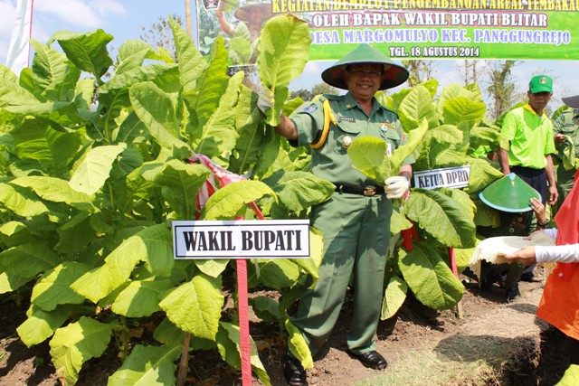 PEMKAB BLITAR BERTEKAD WUJUDKAN TEMBAKAU BERKADAR NIKOTIN RENDAH