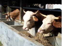 DINAS PETERNAKAN NYATAKAN HEWAN TERNAK YANG TERINDIKASI TERJANGKIT BAKTERI ANTHRAX BISA DISEMBUHKAN