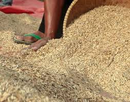 AKHIR TAHUN 2014, PRODUKSI GABAH KERING GILING DI KABUPATEN BLITAR SURPLUS HINGGA 30.000 TON (04-02-2015)