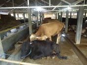 TAHUN 2014 PENYERAPAN KKPE DI KABUPATEN BLITAR MENINGKAT