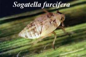 MELAKUKAN LANGKAH PENGENDALIAN HAMA WERENG