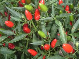 DINAS PERTANIAN TEGASAKAN,MEROKETNYA HARGA CABAI DI KAB.BLITAR KARENA POLA TANAM