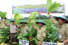 JUMLAH PEROKOK MENINGKAT, PETANI BERTEKAD WUJUDKAN  TEMBAKAU NIKOTIN RENDAH