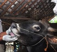 DISNAK KAB.BLITAR TIDAK TEMUKAN HEWAN KURBAN TERINFEKSI VIRUS ANTHRAX