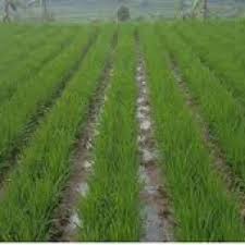 KOMISI II DPRD KAB.BLITAR MENDORONG DINAS PERTANIAN UNTUK MENGADAKAN ASURANSI LAHAN BAGI PARA PETANI