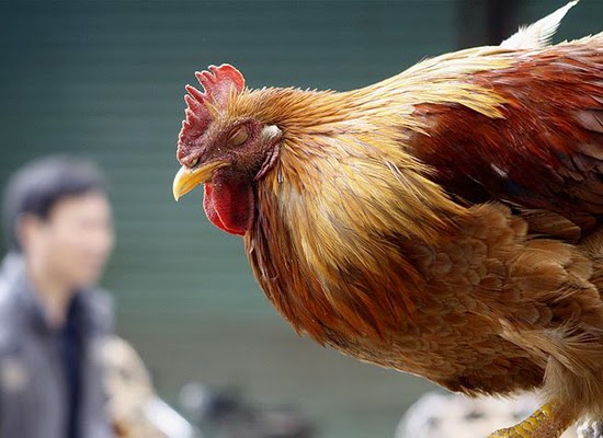 KOMISI II DPRD KAB.BLITAR MINTA DISNAK UNTUK SURVEY FLU BURUNG