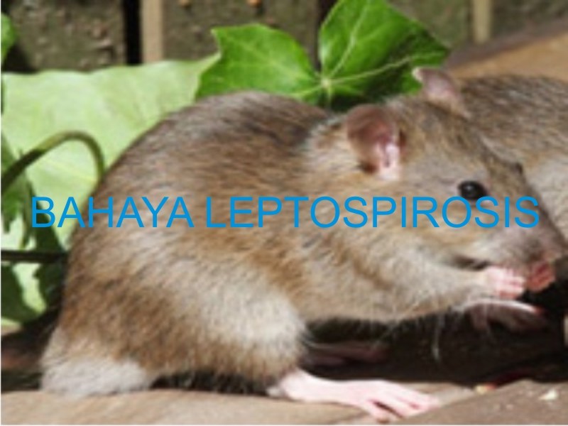 DINKES KAB.BLITAR, HIMBAU MASYARAKAT WASPADA  BAKTERI LEPTOSPIROSIS
