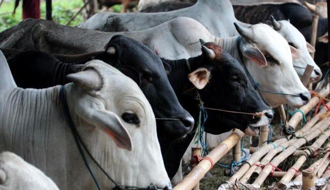 DINAS PETERNAKAN PASTIKAN BAGIAN HEWAN YANG TERINDIKASI BERPENYAKIT AKAN DIAFKIR
