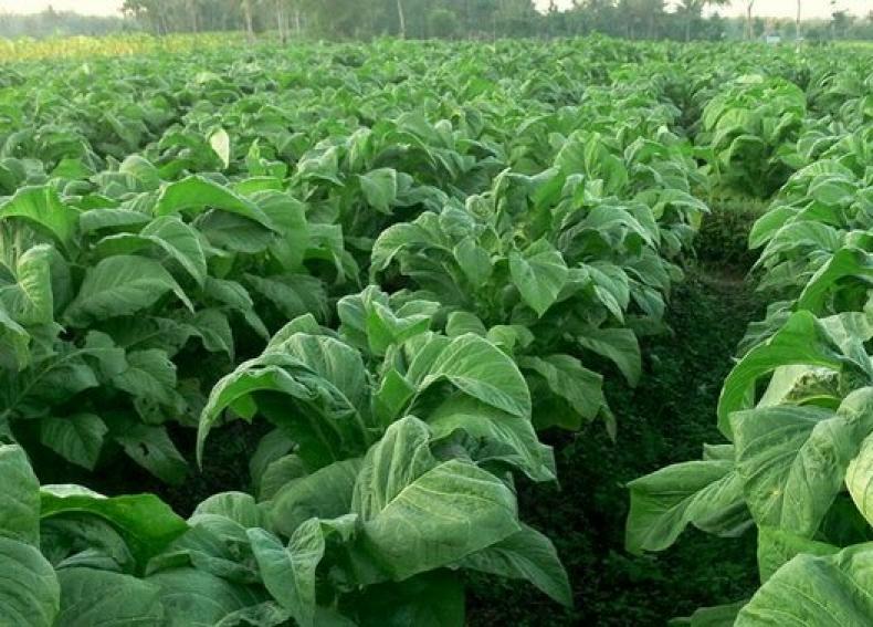 UNTUK TINGKATKAN KUALITAS TEMBAKAU, PETANI TEMBAKAU KABUPATEN BLITAR KUNJUNGI WONOGIRI