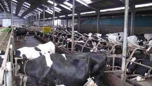 DPRD KAB BLITAR OPTIMIS PEMBANGUNAN KANDANG TERNAK SAPI PERAH DI NGADIRENGGO WLINGI, BISA TINGKATKAN EKONOMI MASYARAKAT