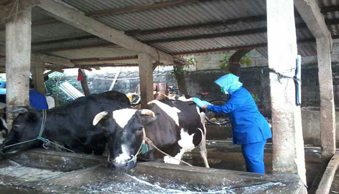 KASUS KEGUGURAN SAPI PERAH TINGGI, DINAS PETERNAKAN DAN PERIKANAN AKAN LAKUKAN VAKSINASI BRUCELLOSIS