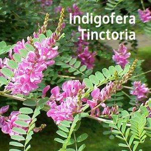 PEMBATIK BLITAR INGIN KEMBANGKAN TANAMAN TOM