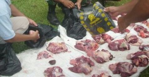 DINAS PETERNAKAN DAN PERIKANAN MEMINTA MASYARAKAT AGAR TIDAK GUNAKAN KRESEK HITAM UNTUK BUNGKUS DAGING QURBAN