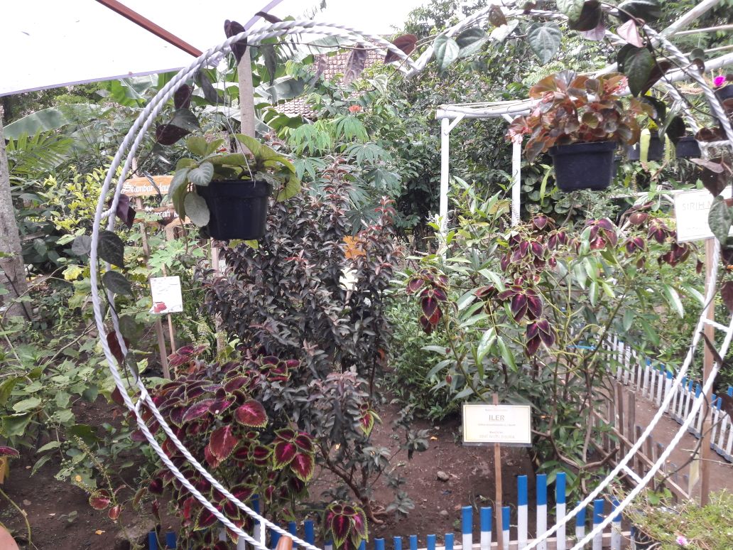 BUPATI BLITAR OPTIMIS KELOMPOK ASUHAN MANDIRI PEMANFAATAN TOGA BISA MENJADI JUARA NASIONAL