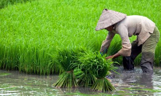 KESADARAN PETANI KABUPATEN BLITAR UNTUK IKUT ASURANSI TANI MASIH RENDAH