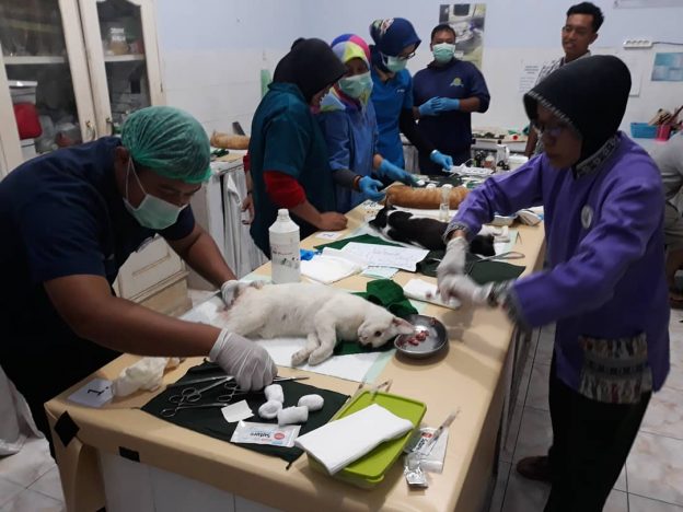 Pemkab Blitar Bersama PDHI Laksanakan Baksos Sterilisasi Pada Kucing Jantan Lokal
