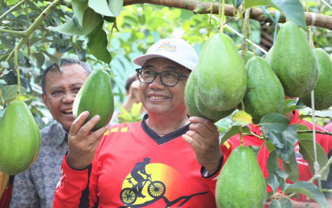 Alpukat Karangsono Daya Tarik Hortikultura Kabupaten Blitar