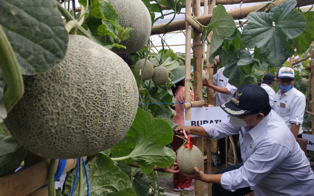 Ke Kecamatan Wates, Bupati Blitar Panen Cabai dan Melon Bersama Petani