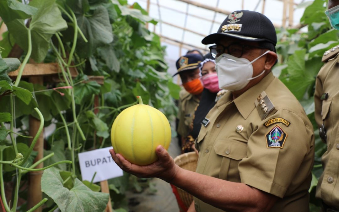Sukses Budidaya Buah Melon, Millenial Desa Sumberkembar Diapresiasi Bupati Blitar