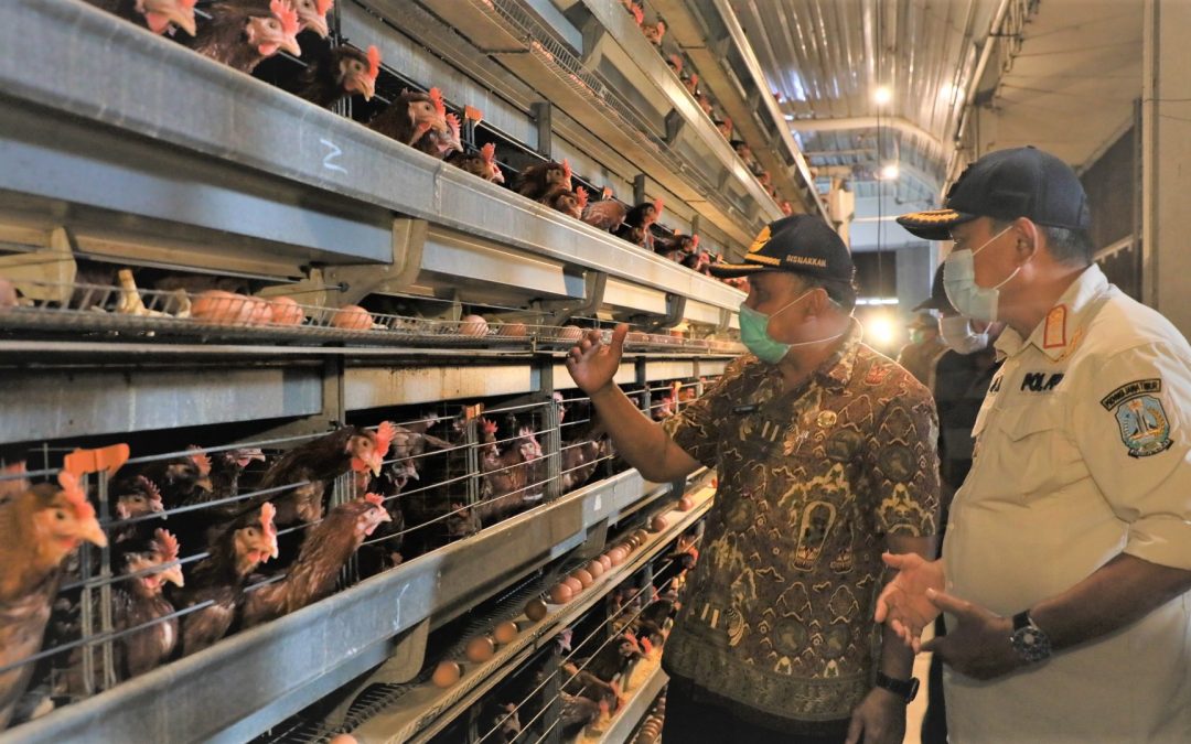 Tinjau Peternakan Ayam dan Bebek, Pjs Bupati Blitar Optimis Potensi Peternakan Bebek Terangkat Seperti Telur Ayam