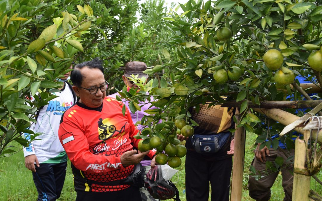 Bupati Rijanto Kunjungi Kebun Jeruk Milik Warga Desa Sukosewu