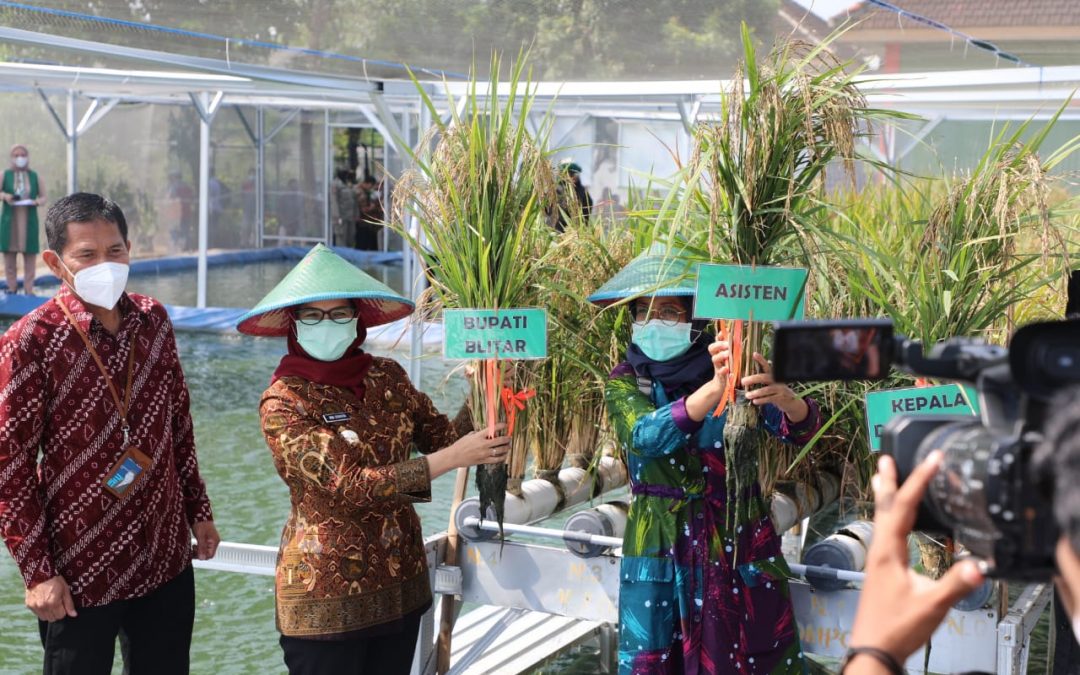 BPP Kelurahan Dandong Manfaatkan Limbah Tembakau Sebagai Media Tanam Padi