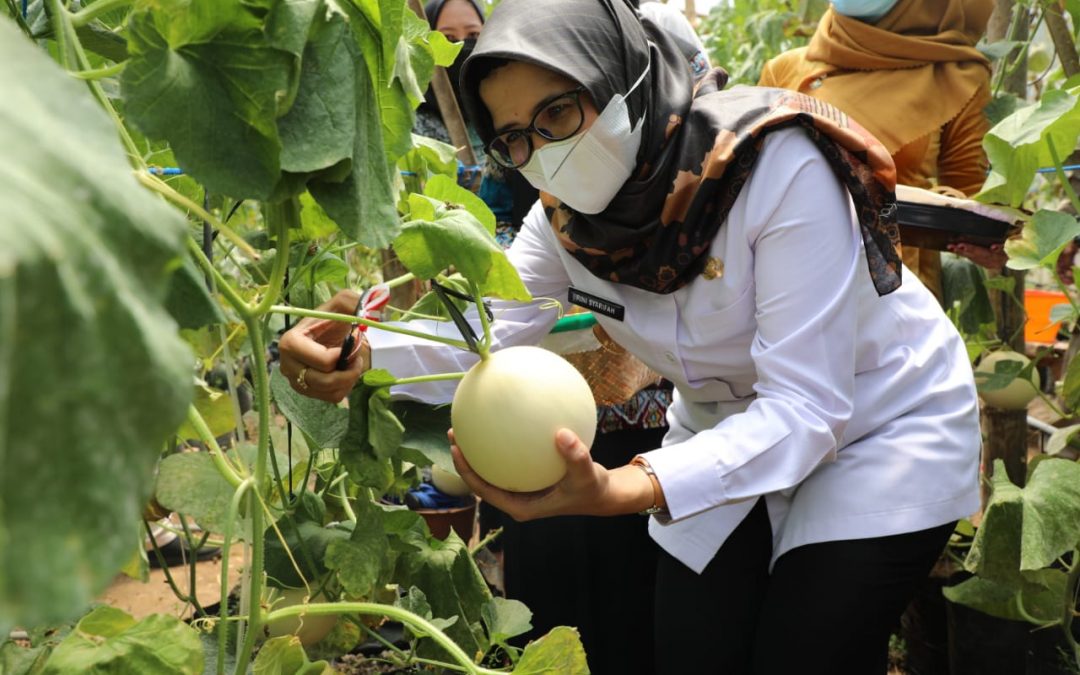 Mak Rini Apresiasi Hasil Panen Melon Asal Kecamatan Binangun