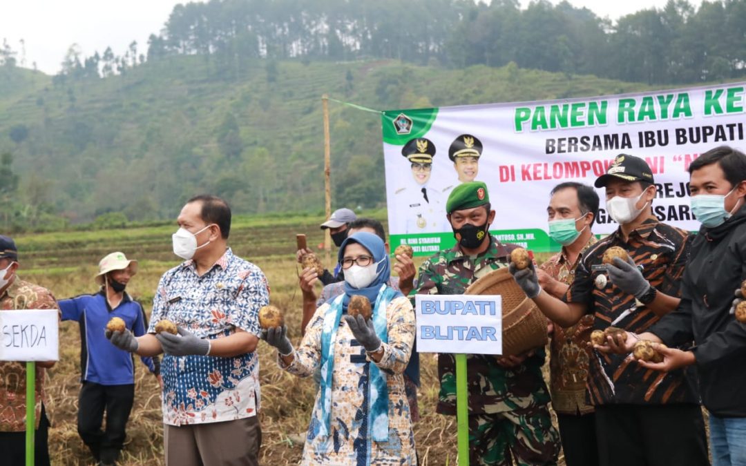 Bupati Blitar Hadiri Panen Raya Kentang di Desa Krisik Kecamatan Gandusari