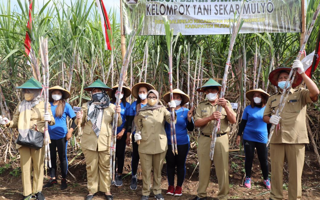 Bupati Blitar Hadiri Penanaman Bongkar Ratoon di Desa Balerejo