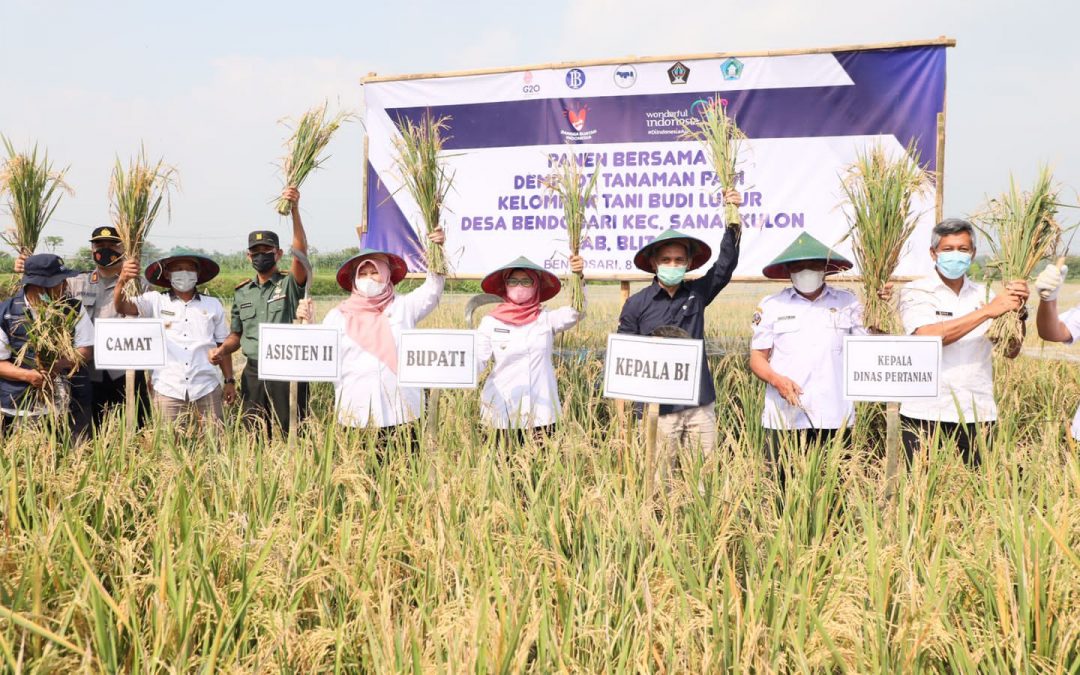 Bupati Blitar Ikut Panen Padi Organik di Desa Bendosari