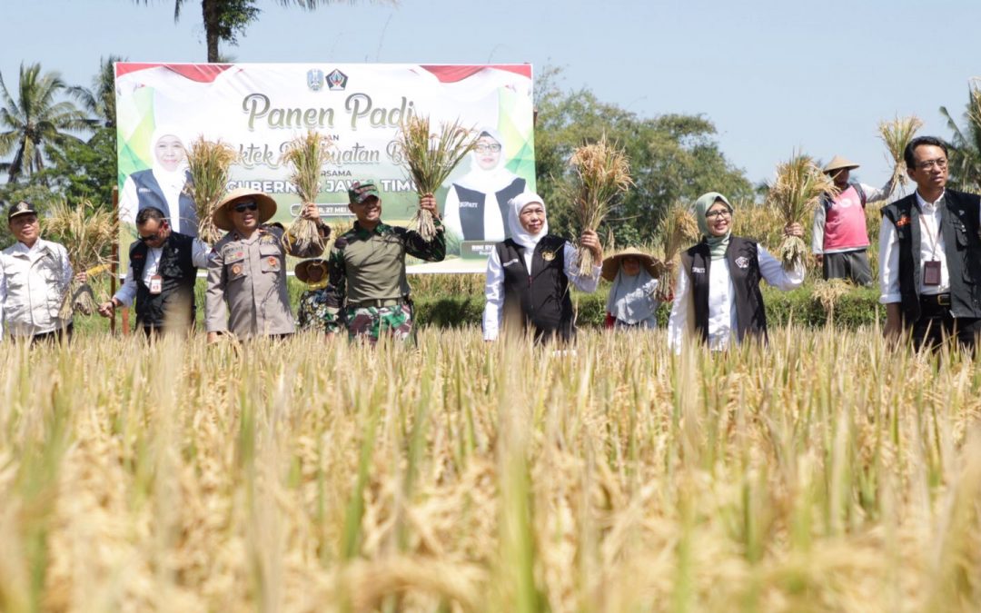 Bupati Blitar Panen Padi Bersama Gubernur Jatim di Kecamatan Gandusari, Geliatkan Elisitor Biosaka