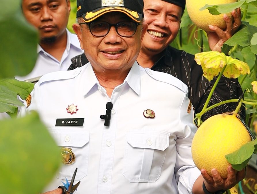 Bumdesa Lancar Usaha Desa Bakung Lakukan Panen Melon Perdana